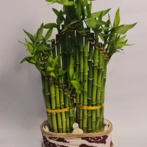 Lucky Bamboo Type Double Spiral