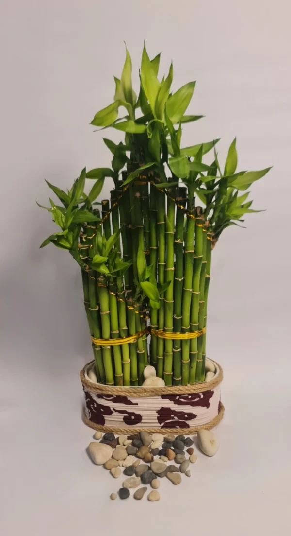 Lucky Bamboo Type Double Spiral