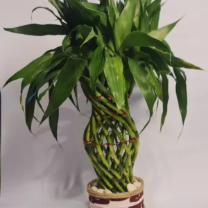 Lucky Bamboo Type Green Gucci