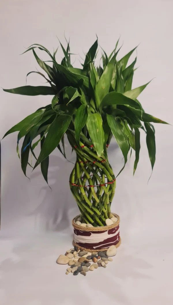 Lucky Bamboo Type Green Gucci