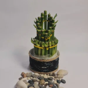 Lucky Bamboo Type Mini Mahkota