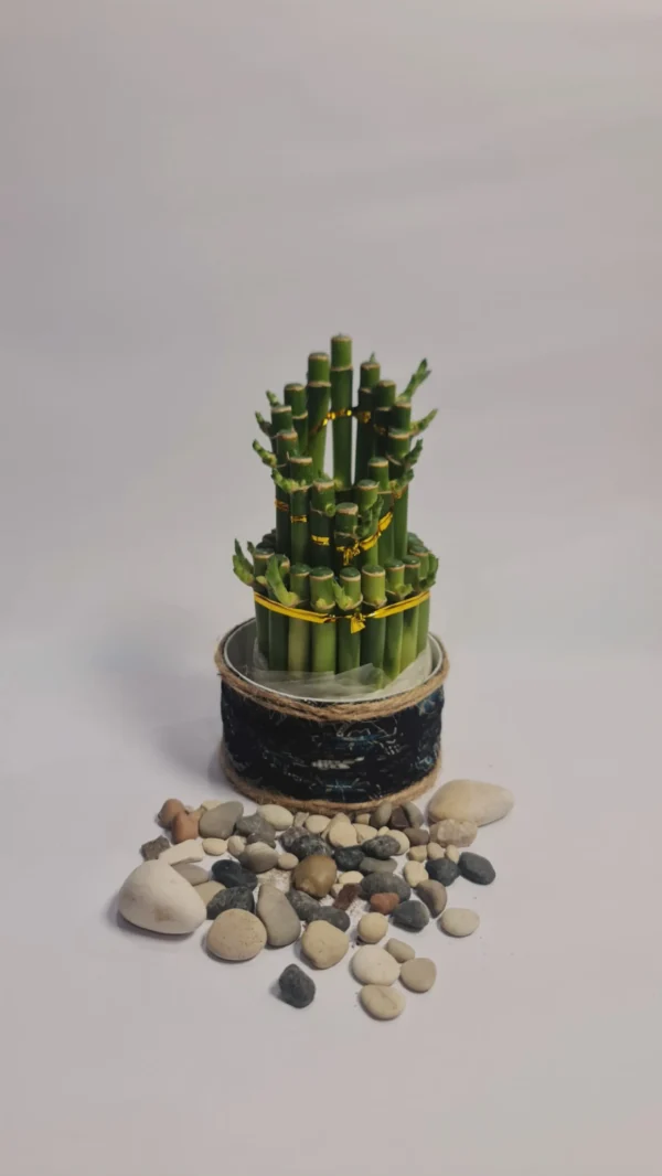 Lucky Bamboo Type Mini Mahkota