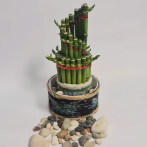 Lucky Bamboo Type Mini Spiral
