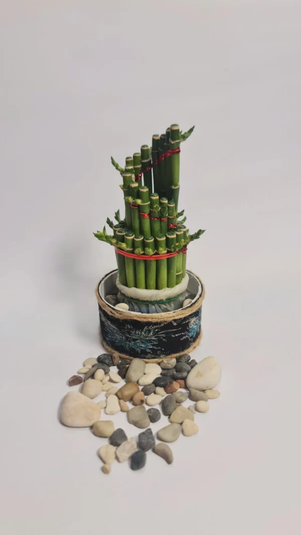 Lucky Bamboo Type Mini Spiral