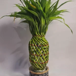 Lucky Bamboo Type Pineapple