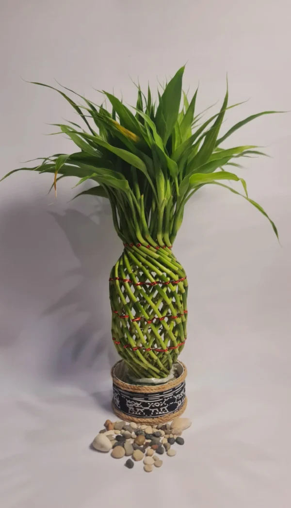 Lucky Bamboo Type Pineapple