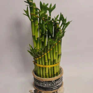 Lucky Bamboo Type Spiral