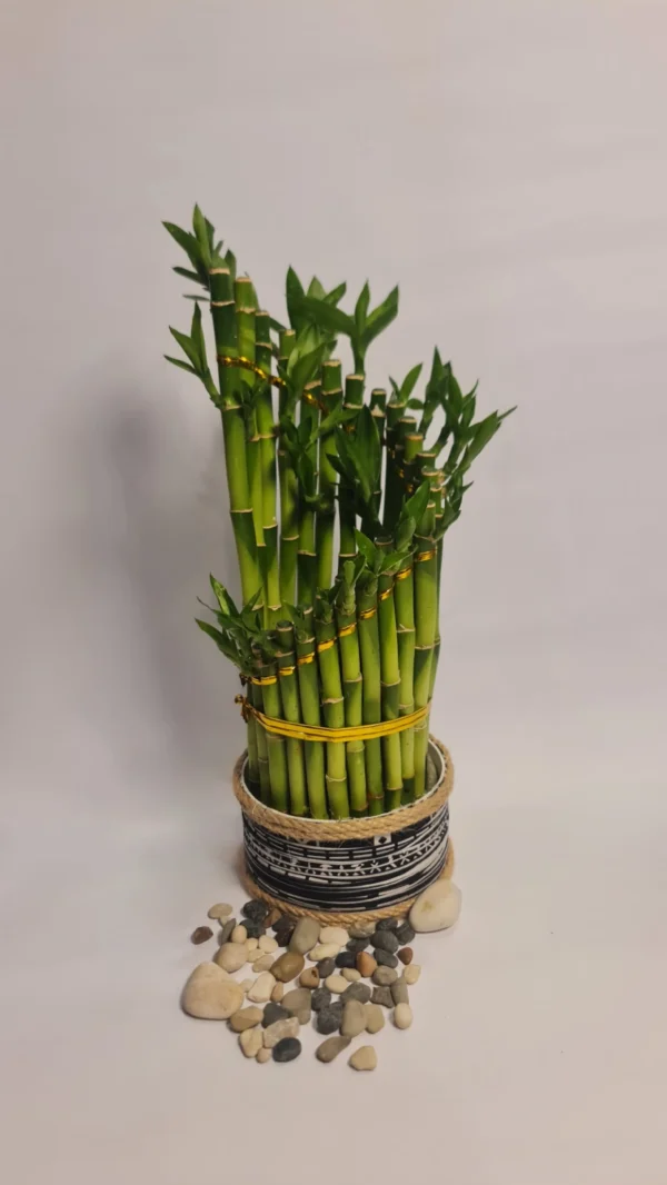 Lucky Bamboo Type Spiral