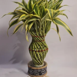 Lucky Bamboo Type White Gucci