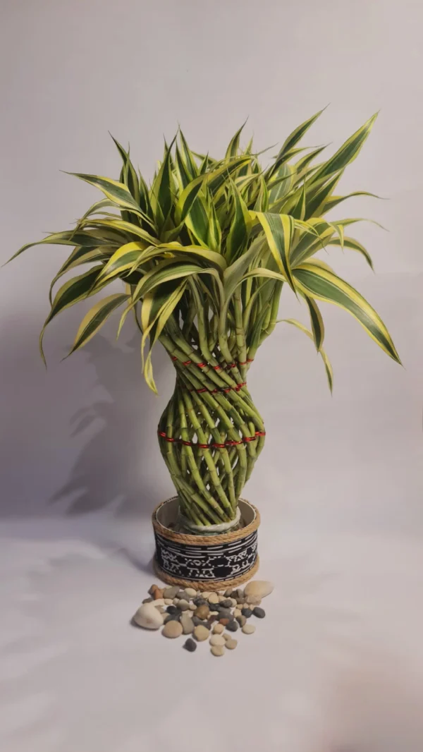 Lucky Bamboo Type White Gucci