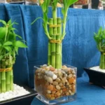 Tanaman suji dekorasi Mutakhir