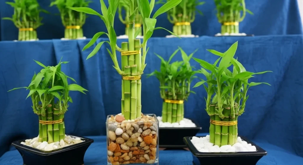 Tanaman suji pewarna alami Terbukti: Warna Hijau Memukau!